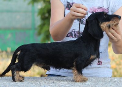 bassotto pelo duro nero focato kaninchen