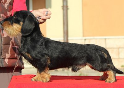 bassotto tedsco kaninchen nero focato pelo duro