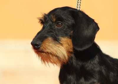 bassotto tedsco kaninchen nero focato pelo duro