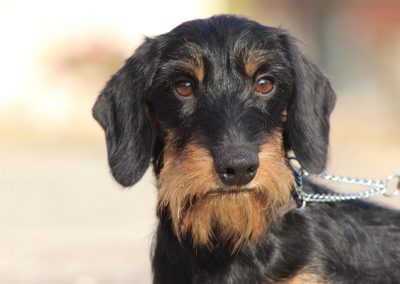 bassotto tedsco kaninchen nero focato pelo duro