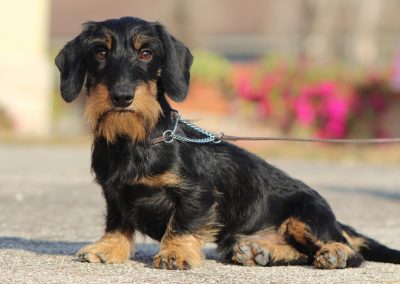 bassotto tedsco kaninchen nero focato pelo duro