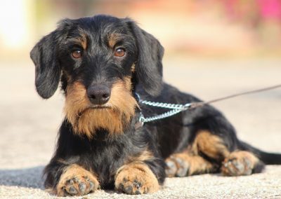 bassotto tedsco kaninchen nero focato pelo duro