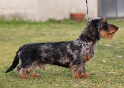 bassotto kaninchen pelo duro arlecchino silver