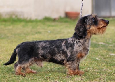 bassotto kaninchen pelo duro arlecchino silver