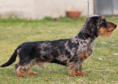 bassotto kaninchen pelo duro arlecchino silver