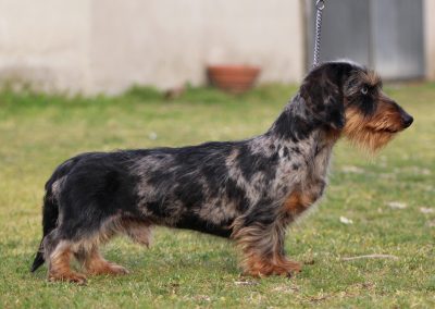 bassotto kaninchen pelo duro arlecchino silver