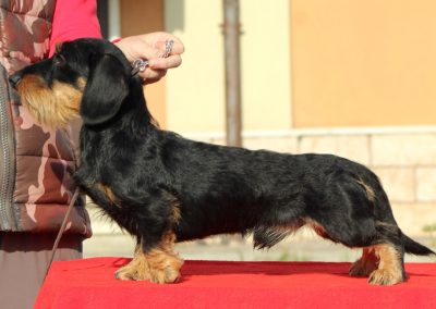 bassotto tedsco kaninchen nero focato pelo duro