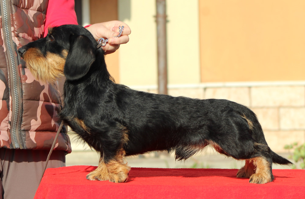 bassotto tedsco kaninchen nero focato pelo duro