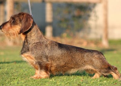 bassotto tedesco nano pelo duro cinghiale allevamento casa mainardi