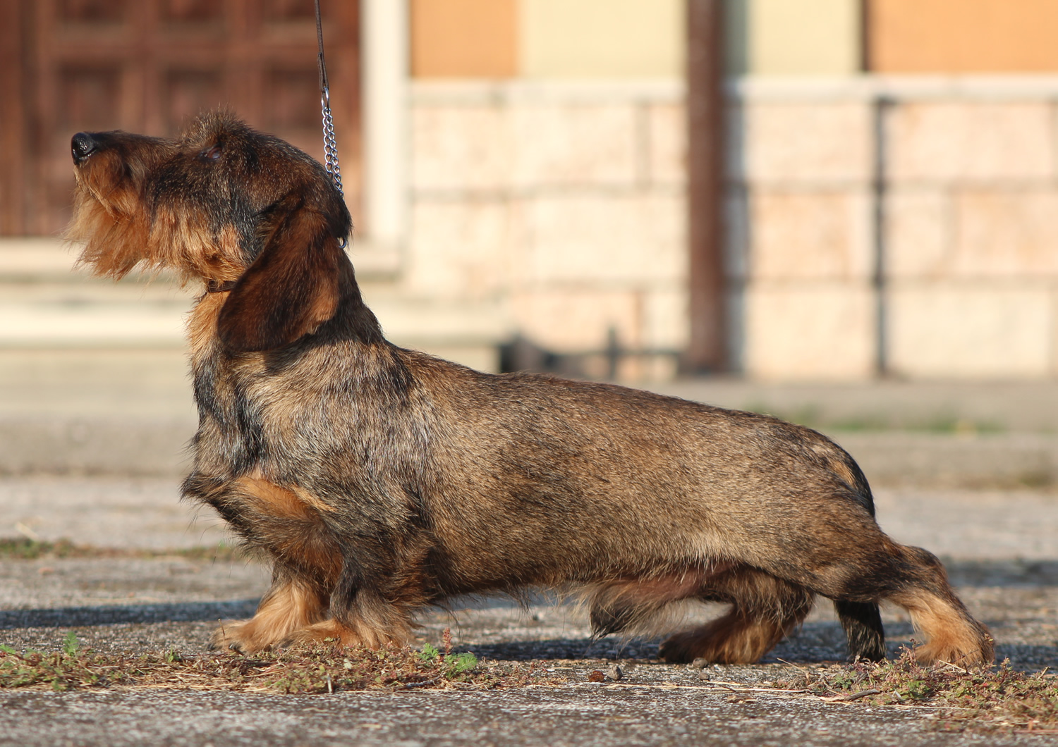 Due di Picche di Casa Mainardi Bassotto pelo duro cinghiale nano
