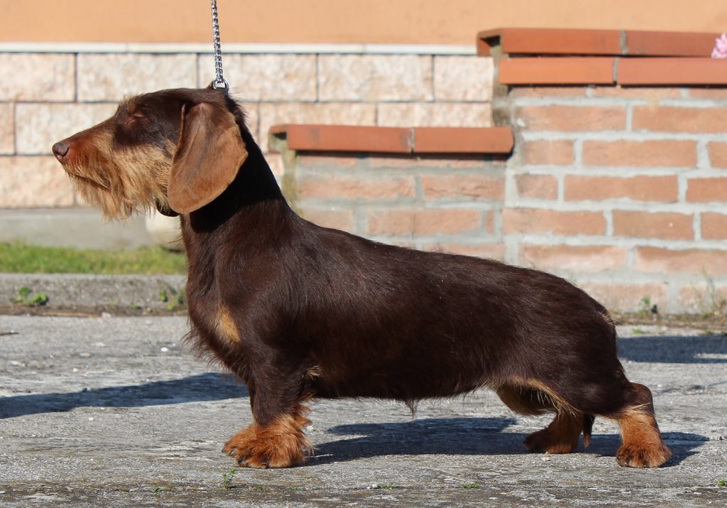 bassotto tedesco nano pelo duro allevamento casa mainardi