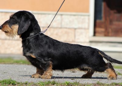 bassotto tedesco pelo duro nano nero focato allevamento casa mainardi