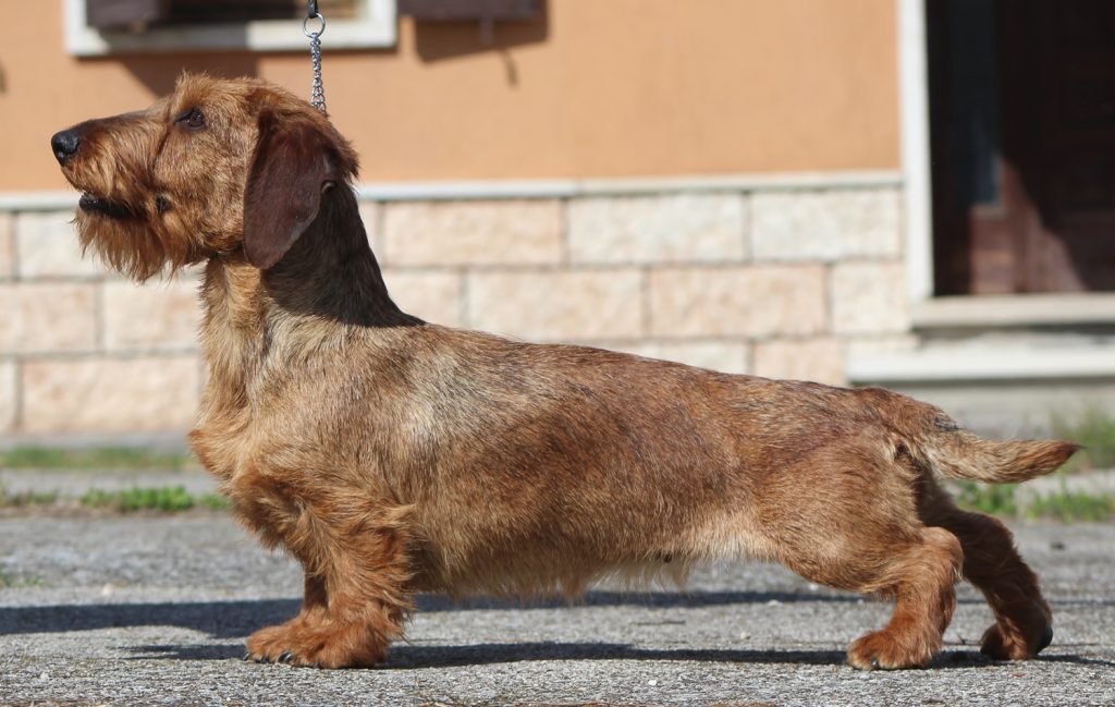 bassotto tedesco standard pelo duro foglia secca allevamento casa mainardi