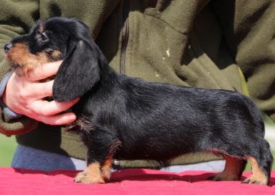 bassotto tedesco pelo duro taglia nana colore nero focato cucciolo