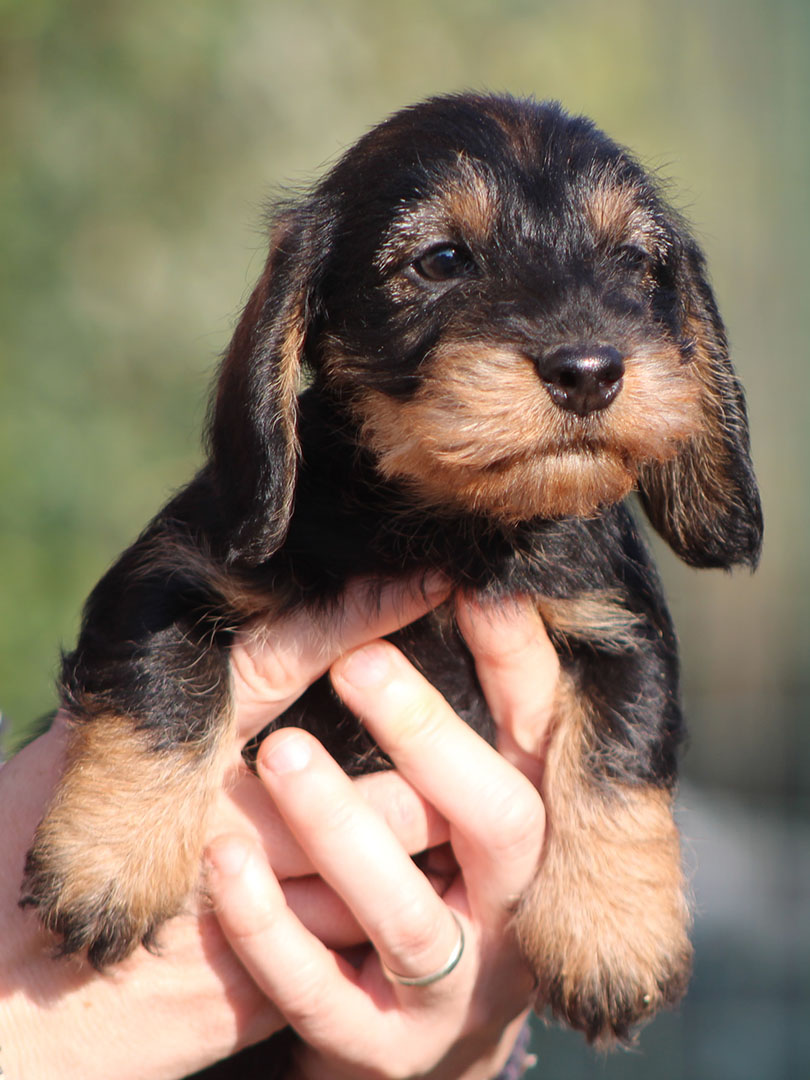 Cani Disponibili Allevamento Di Casa Mainardi