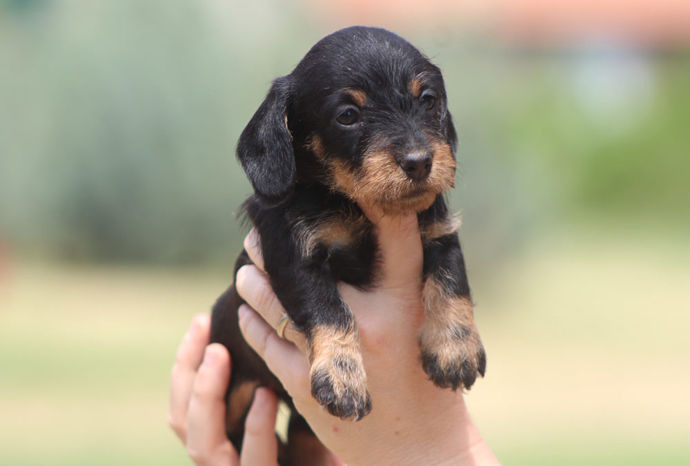 Le prime foto dei cuccioli “Q”