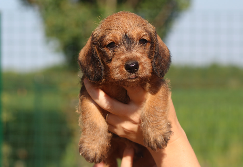 Nuove Foto Dei Cuccioli Allevamento Di Casa Mainardi