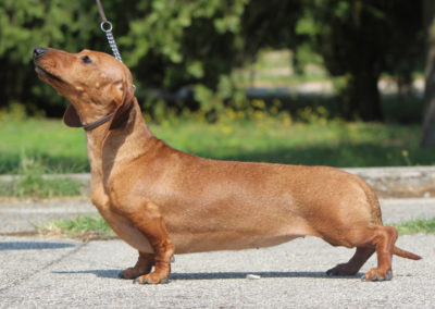 bassotto tedesco pelo corto nano kaninchen fulvo casa mainardi allevamento cani bassotti mantova