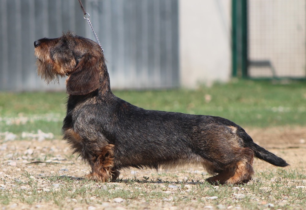bassotto tedesco pelo duro cinghiale taglia nana mantova allevamento casa mainardi dachshund teckel