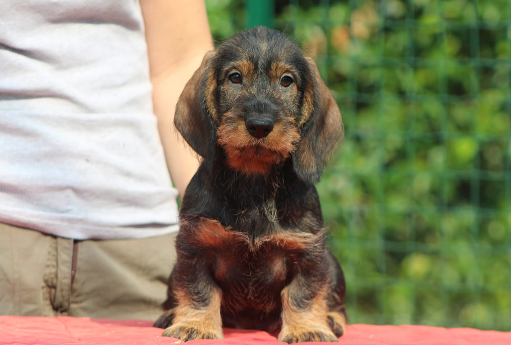 Cucciolata “Z” di Casa Mainardi