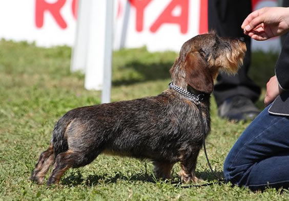 bassotto tedesco pelo duro ruvido taglia nana cinghiale allevamento bassotti mantova casa mainardi