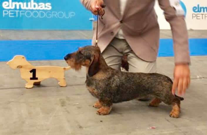 WUT World Dog Show 2019 – Valladolid (Spagna)