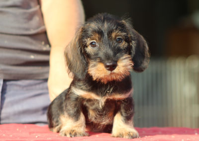 bassotto tedesco pelo duro forte ruvido taglia nana kaninchen nano cinghiale allevamento bassotti casa mainardi mantova cane cucciolo