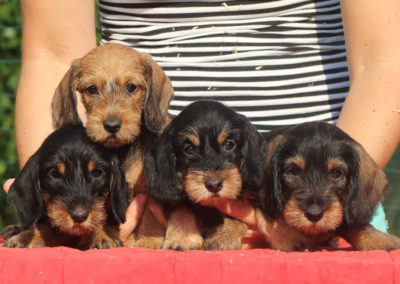 cuccioli bassotto tedesco pelo duro forte ruvido ispido taglia nana kaninchen nano colore cinghiale nero focato foglia secca allevamento cani bassotti casa mainardi mantova