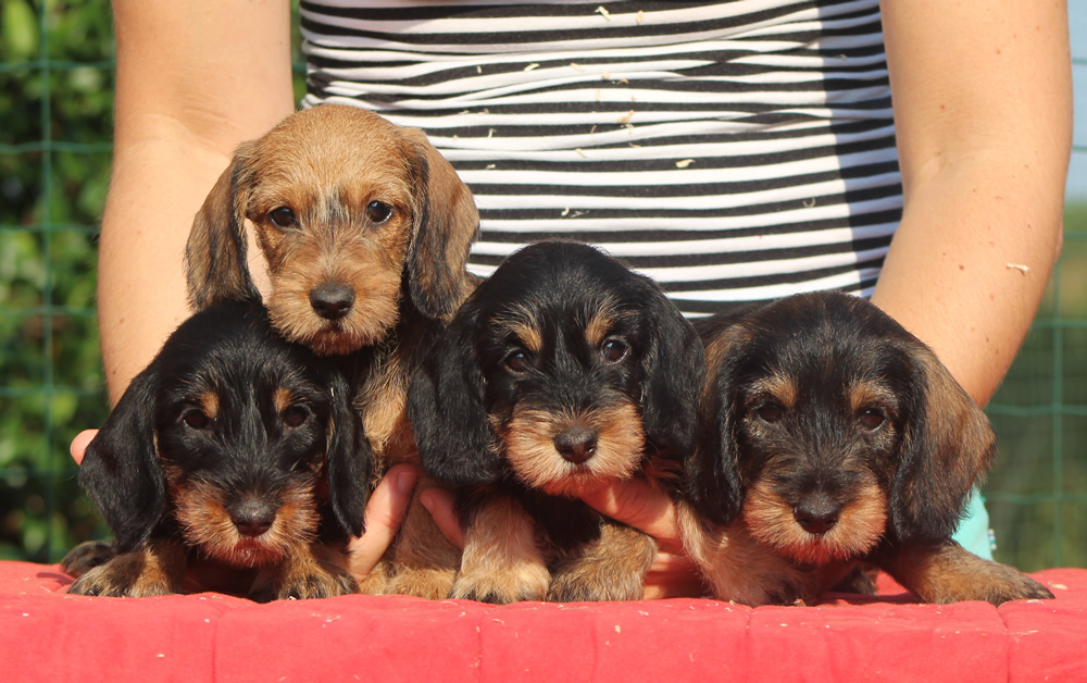 cuccioli bassotto tedesco pelo duro forte ruvido ispido taglia nana kaninchen nano colore cinghiale nero focato foglia secca allevamento cani bassotti casa mainardi mantova