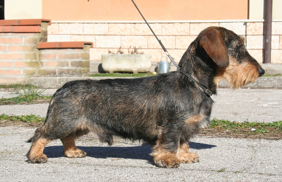 bassotto tedesco pelo duro ruvido nano taglia nana cinghiale allevamento cani bassotti tedeschi casa mainardi mantova