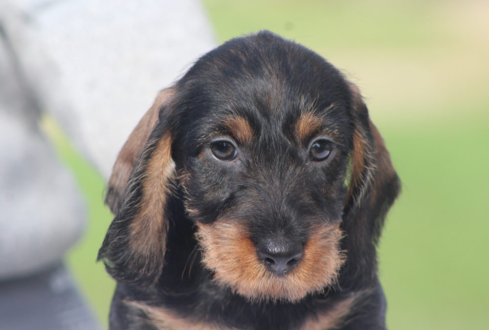 Nuove foto dei cuccioli “C” di Casa Mainardi