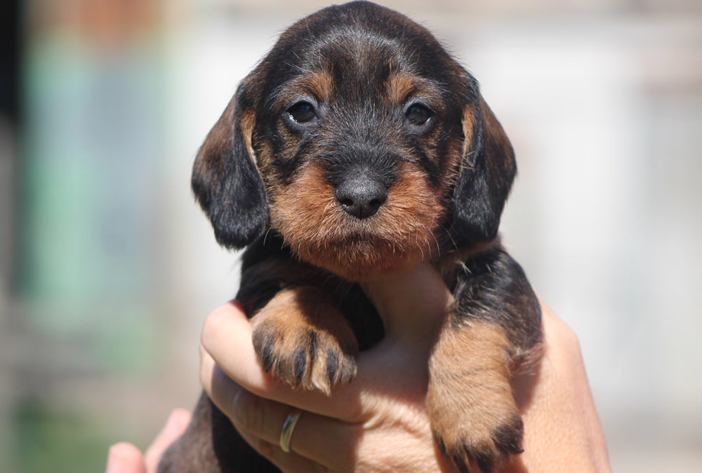 Le prime foto dei cuccioli “C” di Casa Mainardi