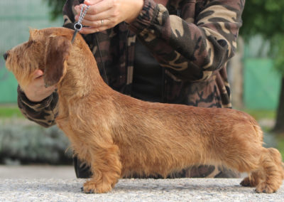 bassotto tedesco pelo duro ruvido forte ispisdo colore foglia secca fulvo biondo taglia nana keninchen allevamento cani bassotti casa mainardi mantova