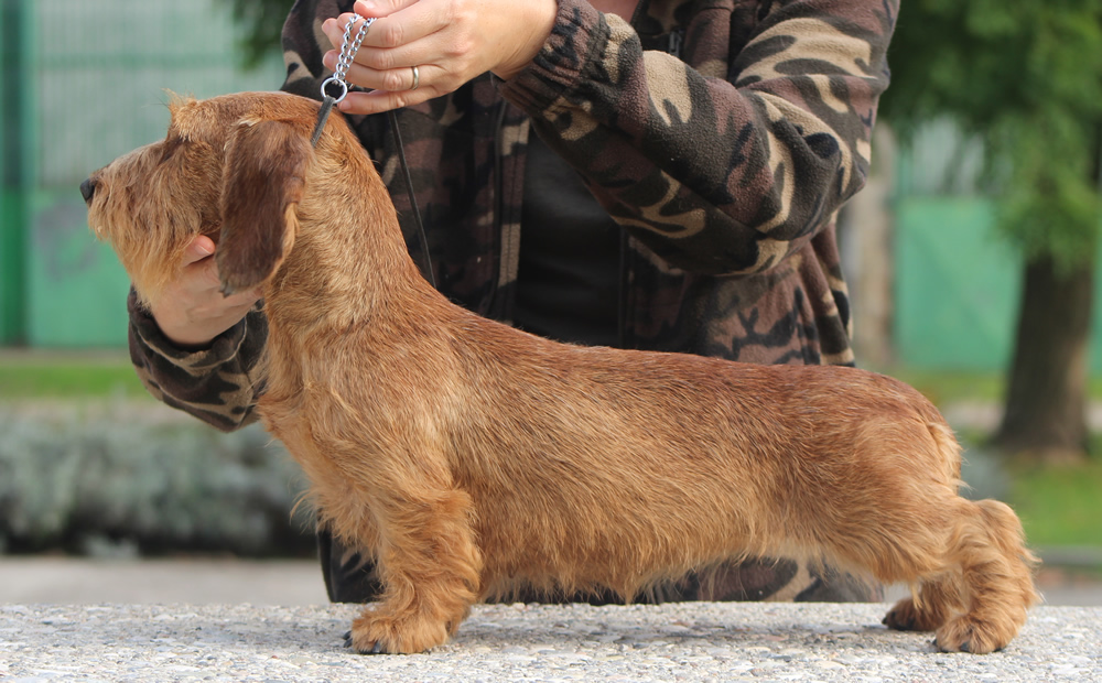 bassotto tedesco pelo duro ruvido forte ispisdo colore foglia secca fulvo biondo taglia nana keninchen allevamento cani bassotti casa mainardi mantova