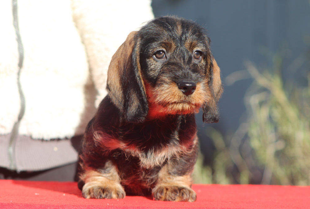 Cucciolata “D” di Casa Mainardi