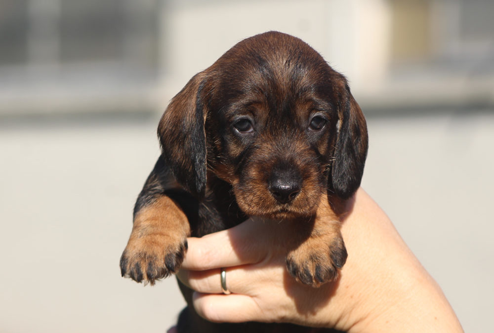 Nuove foto dei cuccioli “D” di Casa Mainardi