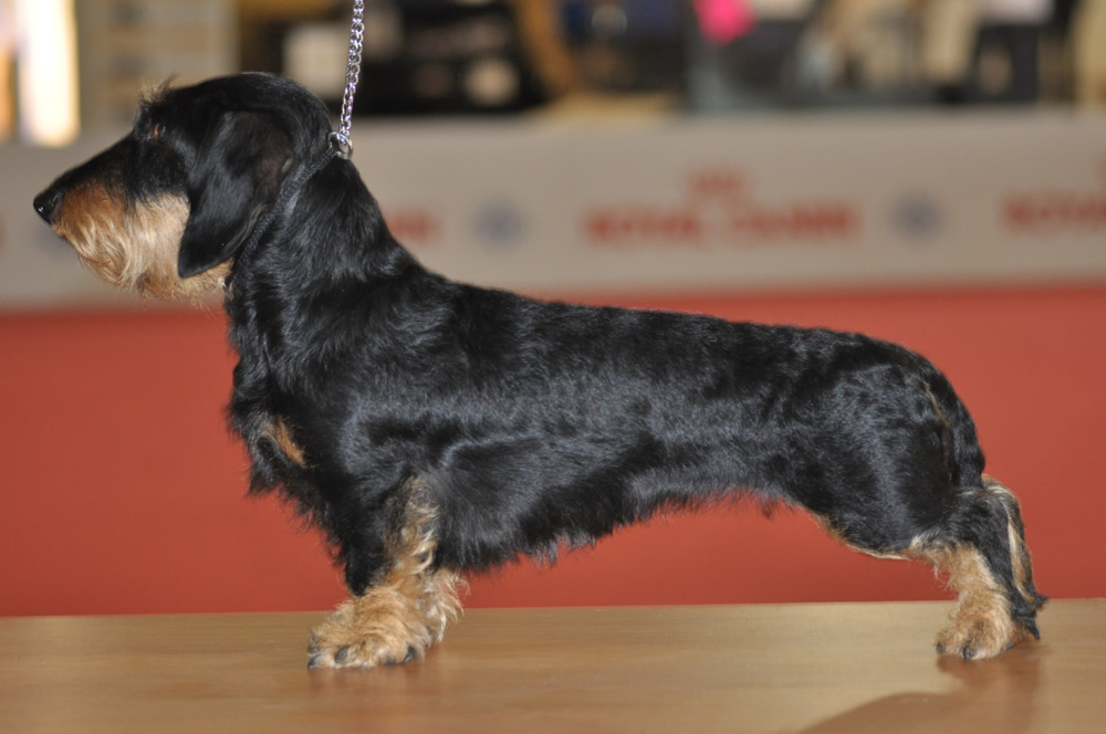 bassotto tedesco a pelo duro ruvido forte taglia nana colore nero focato allevamento bassotti cani casa mainardi mantova