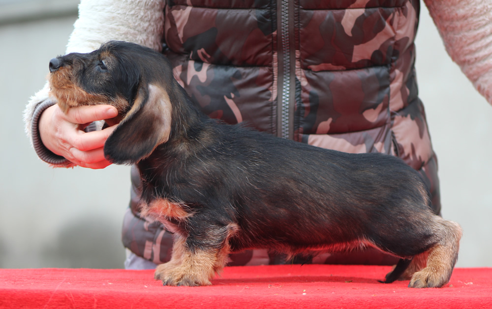 Nuove foto dei cuccioli “G” di Casa Mainardi