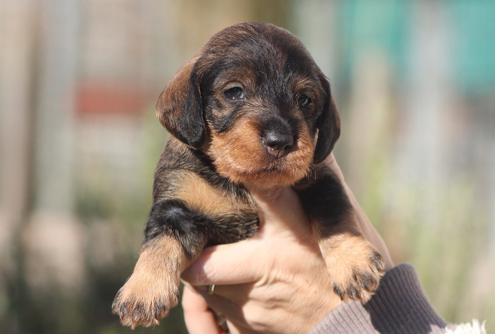 Nuove foto dei cuccioli “D” e “E” di Casa Mainardi