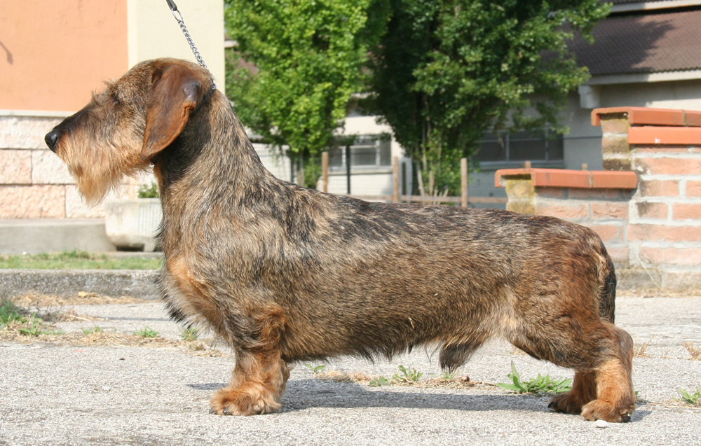bassotto tedesco pelo duro forte ruvido taglia nana colore cinghiale allevamento cani bassotti casa mainardi mantova
