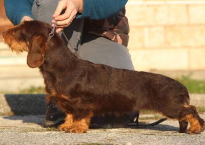 bassotto tedesco a pelo duro forte ruvido colore marrone focato cioccolato taglia nan kaninchen allevamento cani bassotti mantova casa mainardi