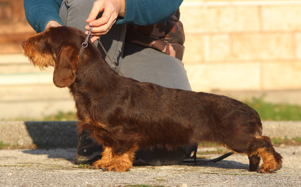 bassotto tedesco a pelo duro forte ruvido colore marrone focato cioccolato taglia nan kaninchen allevamento cani bassotti mantova casa mainardi