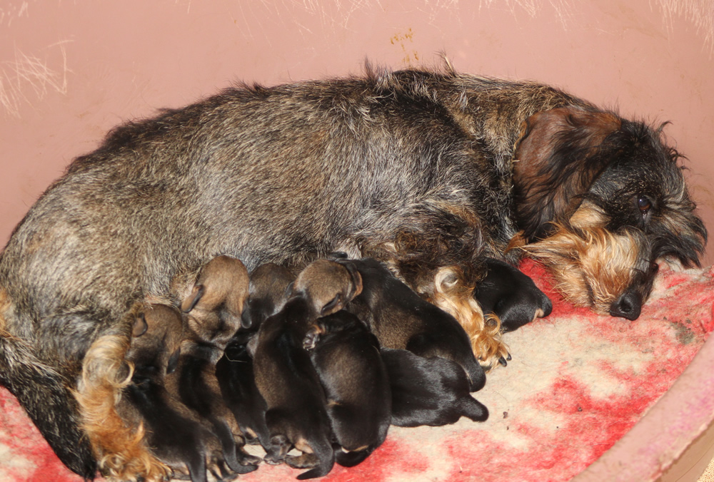 Ben arrivati cuccioli “I” di Casa Mainardi