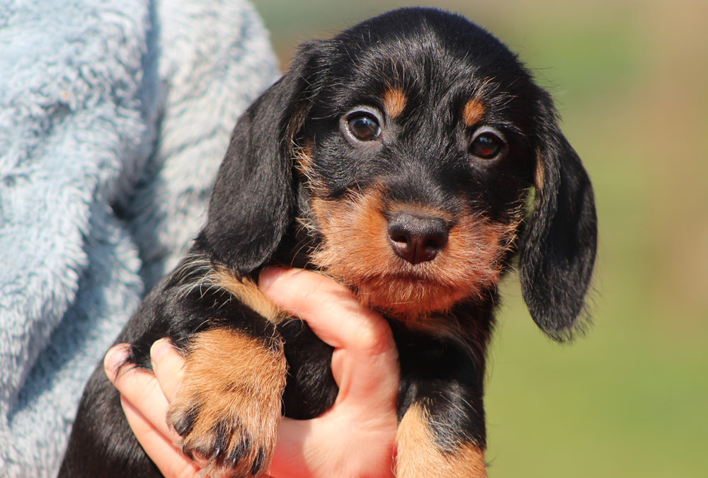 Nuove foto dei cuccioli “I” di Casa Mainardi