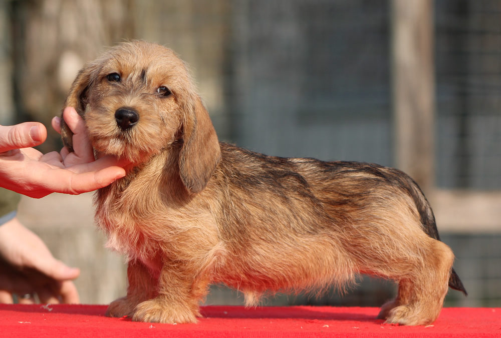 Nuove foto dei cuccioli “H” di Casa Mainardi