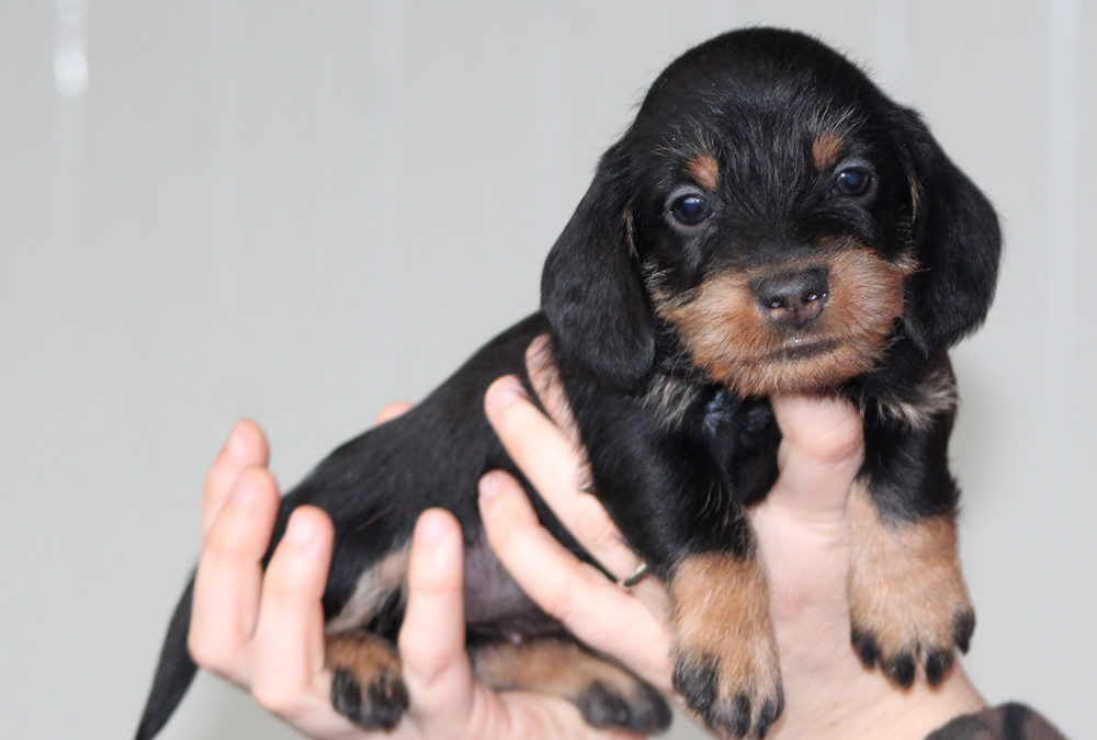 Nuove foto dei cuccioli “I” di Casa Mainardi