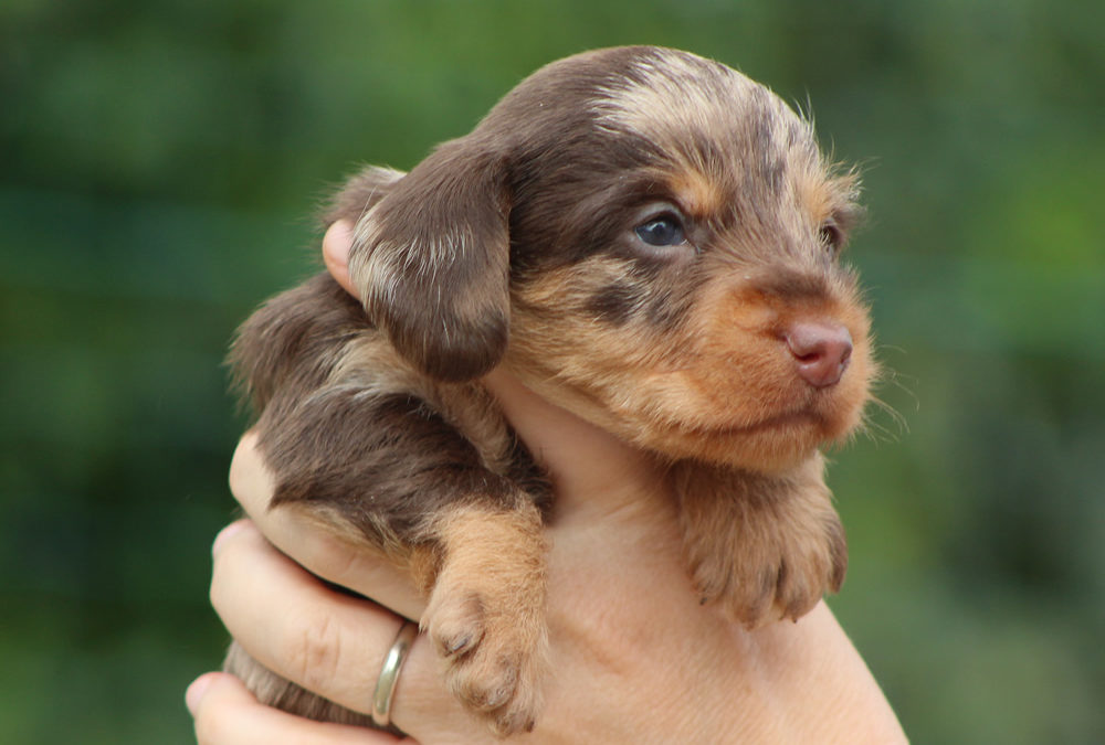 Le prime foto dei cuccioli “L” e della cucciola “M”