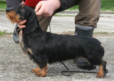 bassotto tedesco pelo duro taglia nana colore nero focato