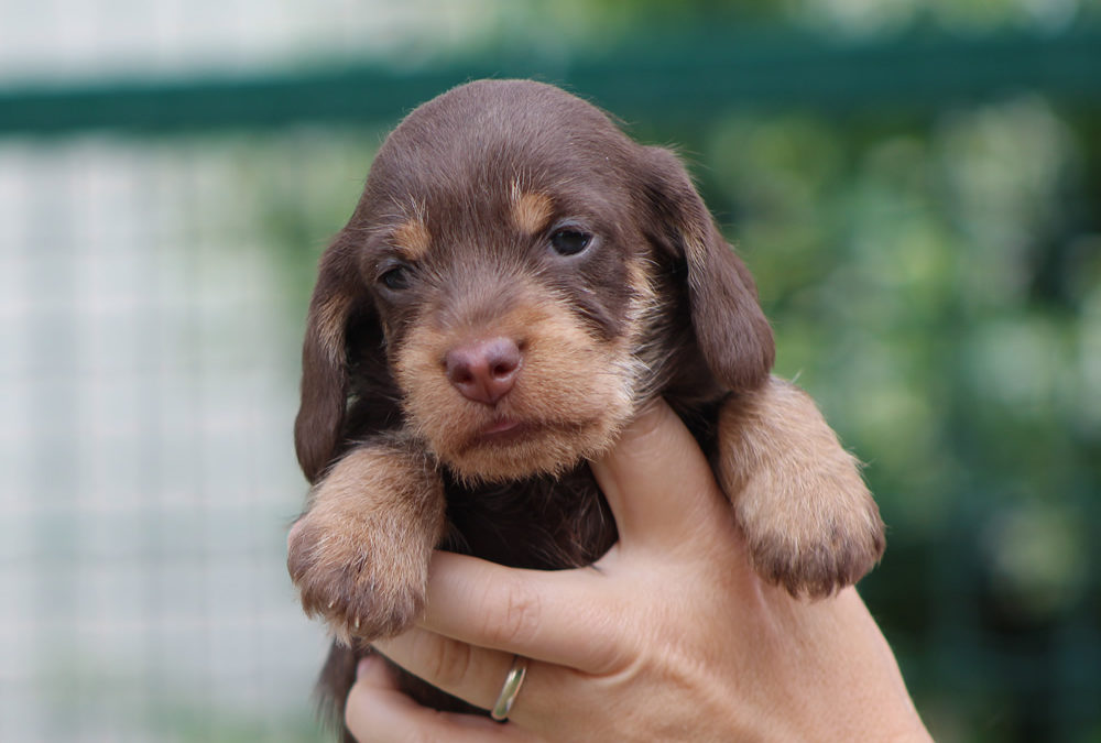 le prime foto dei cuccioli “N”