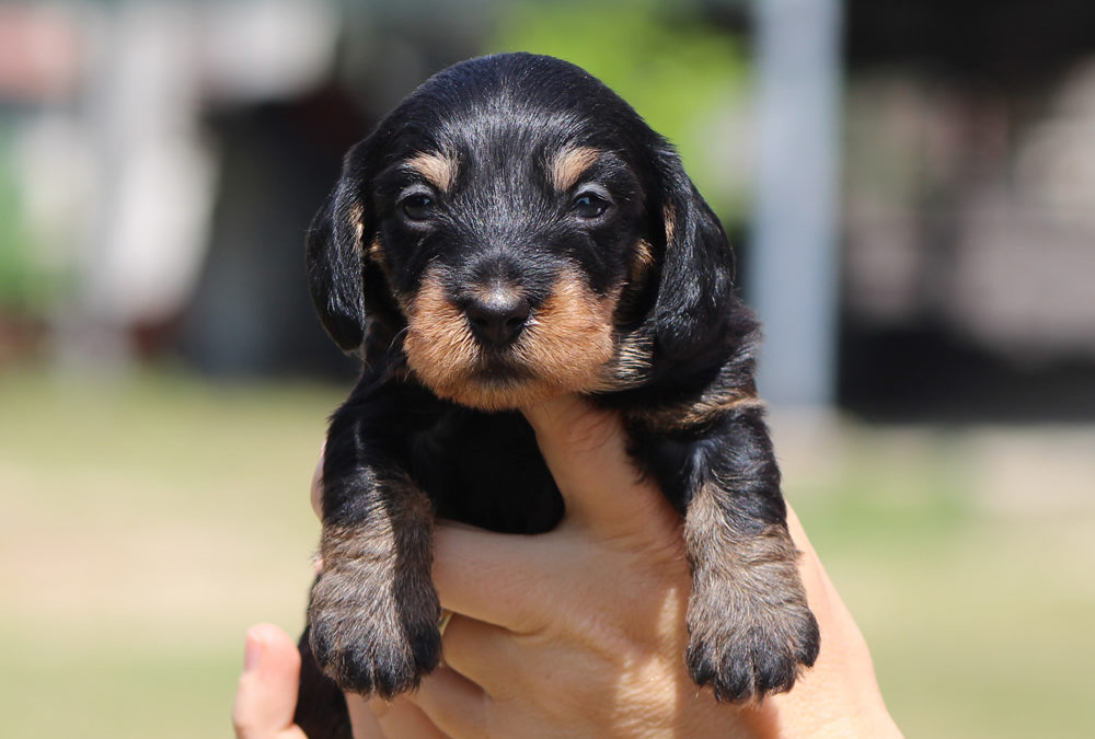 Le prime foto dei cuccioli “O”